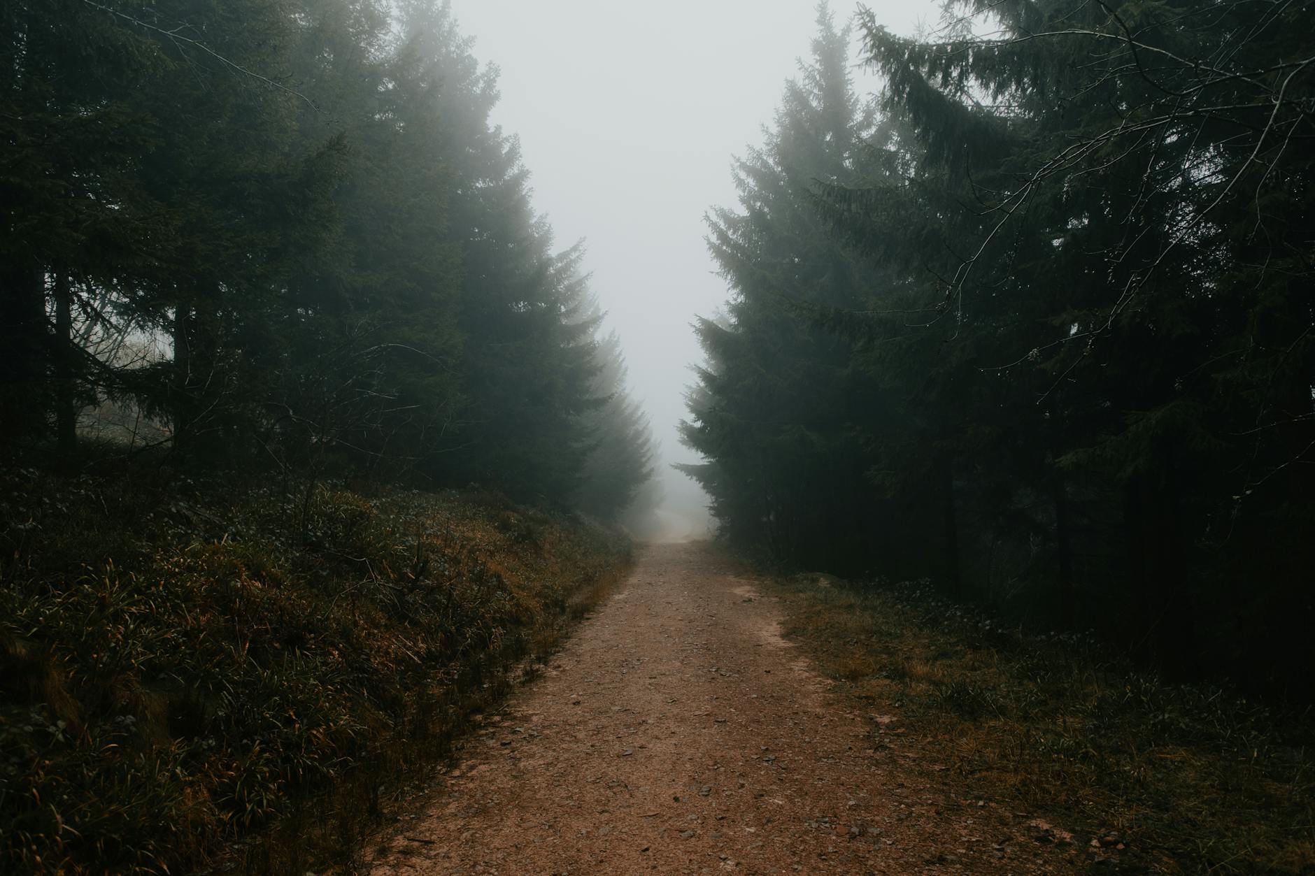 Der Waldweg zur Hütte